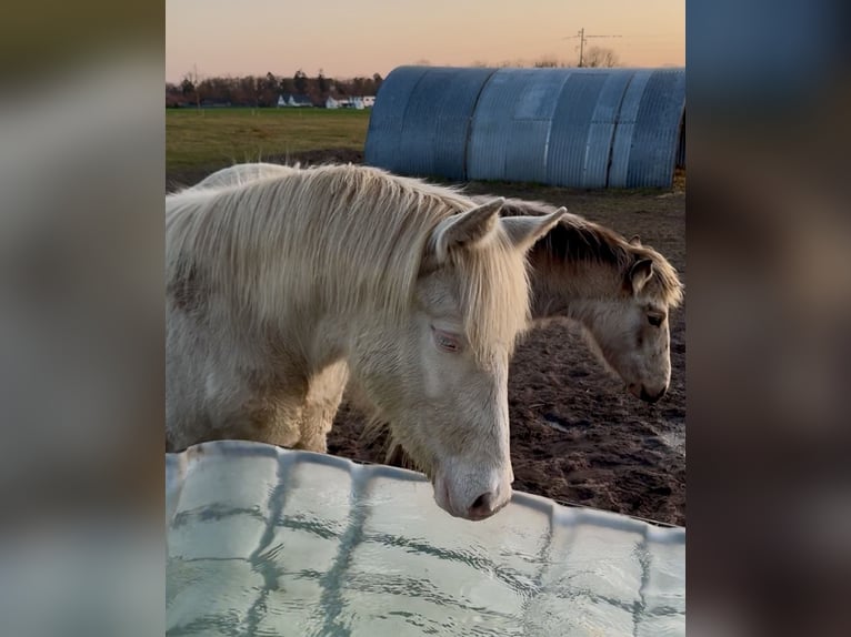 Rocky Mountain Horse Mare 1 year Cremello in Ribbesbüttel