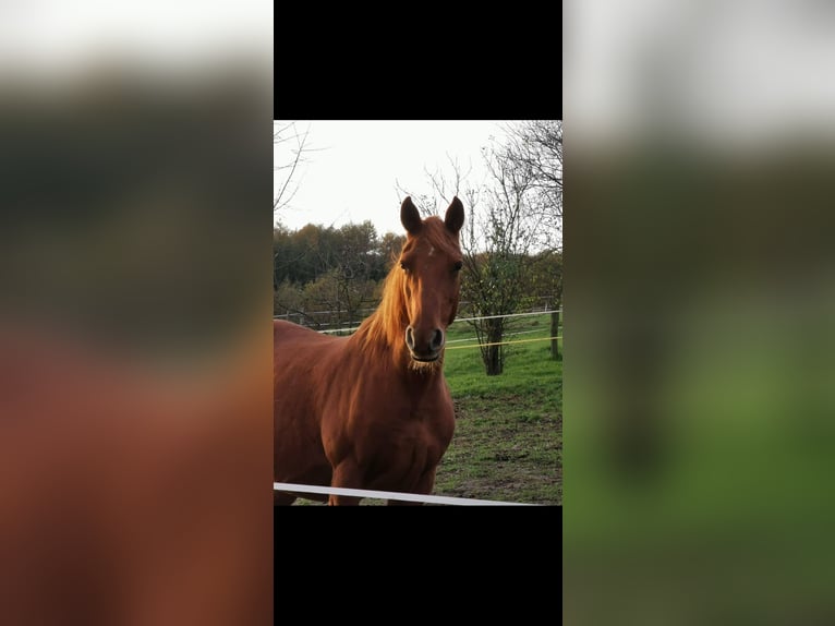 Rocky Mountain Horse Mare 21 years 14.2 hh Chestnut-Red in NetphenNetphen