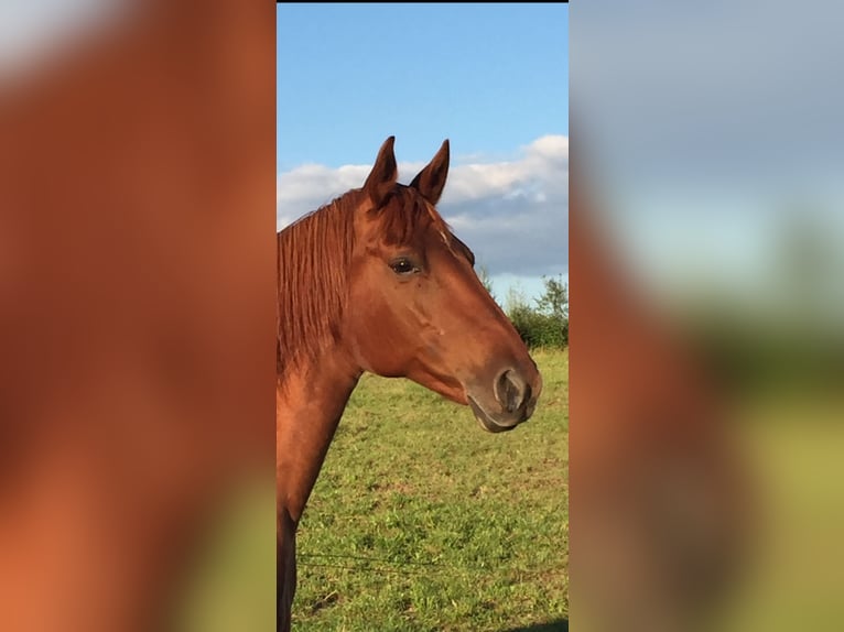 Rocky Mountain Horse Mare 21 years 14,2 hh Chestnut-Red in NetphenNetphen