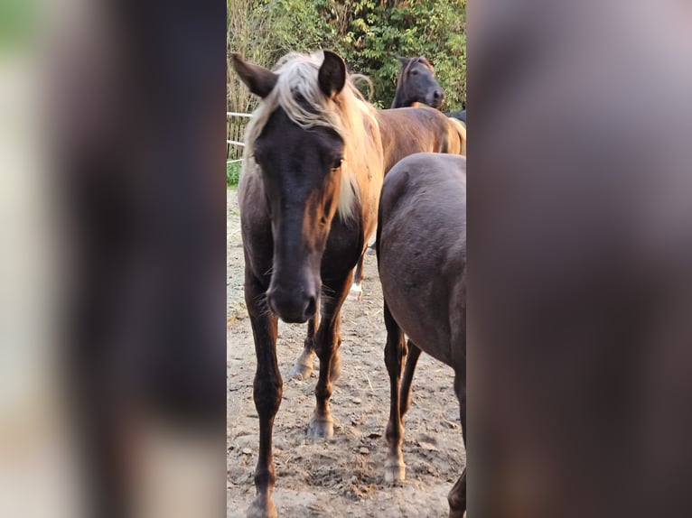 Rocky Mountain Horse Mare 2 years 14,2 hh in Sendenhorst