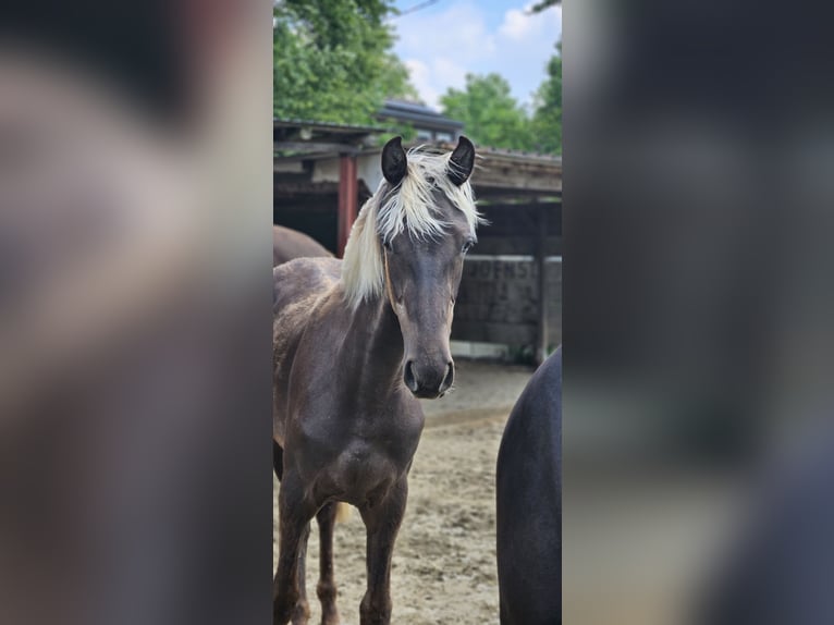 Rocky Mountain Horse Mare 2 years 14,2 hh in Sendenhorst