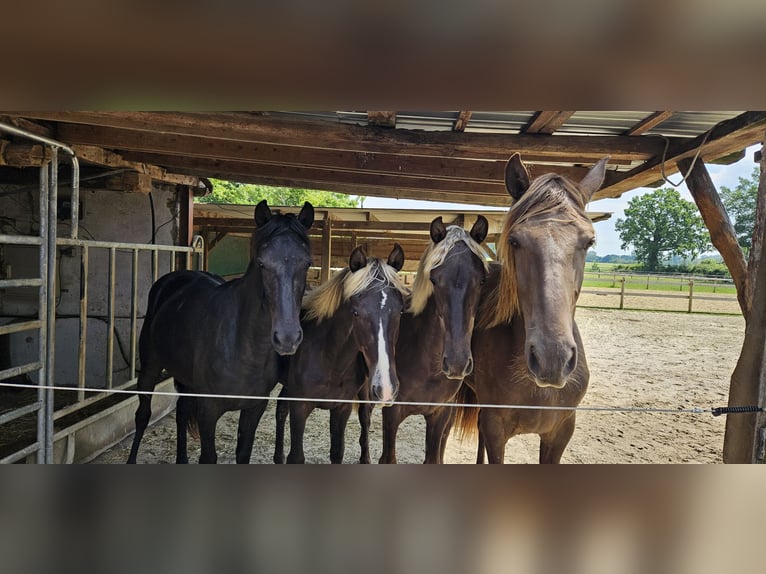 Rocky Mountain Horse Mare 2 years 14,2 hh in Sendenhorst