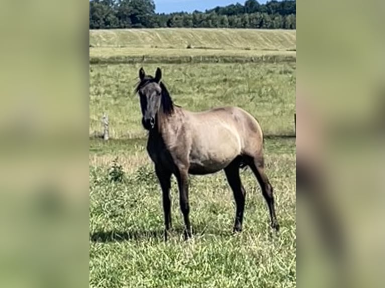 Rocky Mountain Horse Mix Mare 2 years 15.1 hh Grullo in Bastogne
