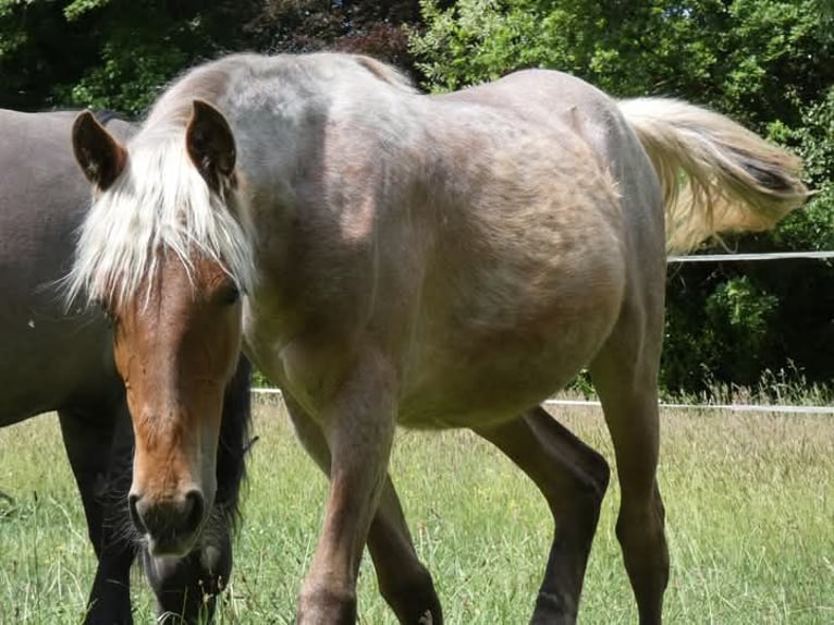 Rocky Mountain Horse Mare 2 years 15 hh Roan-Bay in Genappe