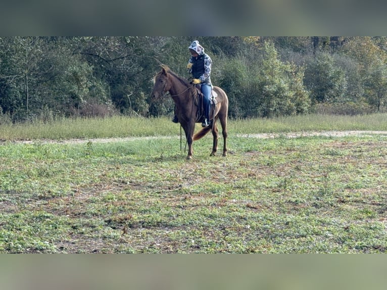 Rocky Mountain Horse Mare 3 years 14 hh Brown in Carnesville