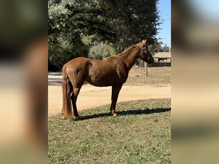 Rocky Mountain Horse Mare 3 years 14 hh Brown in Carnesville