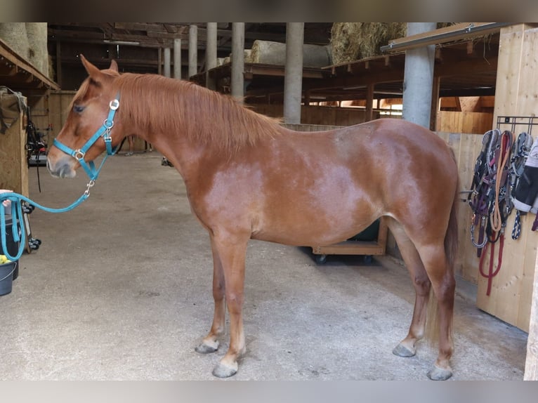 Rocky Mountain Horse Mare 3 years 14,2 hh Chestnut-Red in Tragwein Rocky Mountain Horse Mare 3 years 14,2 hh Chestnut-Red in Tragwein