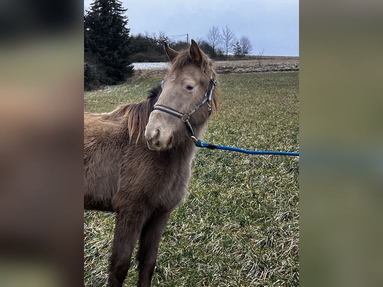 Rocky Mountain Horse Mare 4 years 14,1 hh Champagne in Nack