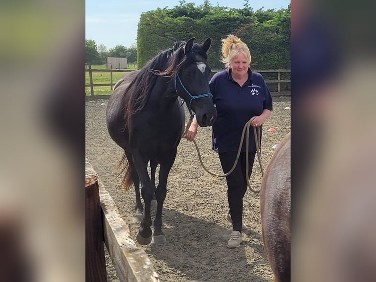 Rocky Mountain Horse Mare 4 years 14.2 hh Black in Lincolnshire