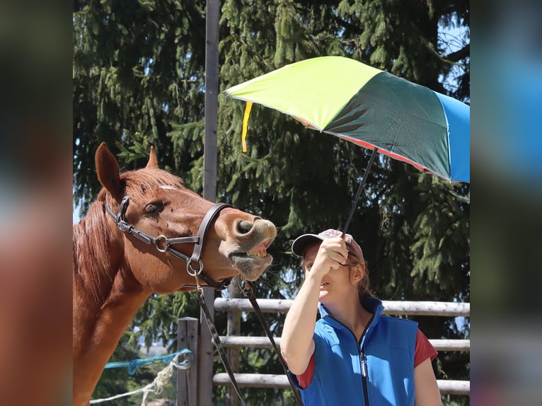 Rocky Mountain Horse Mare 4 years 14.2 hh Chestnut-Red in Tragwein