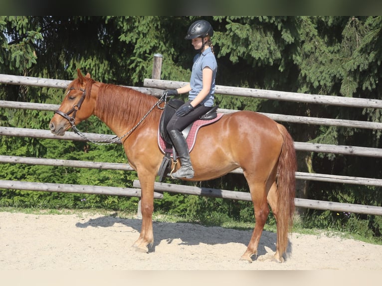 Rocky Mountain Horse Mare 4 years 14.2 hh Chestnut-Red in Tragwein