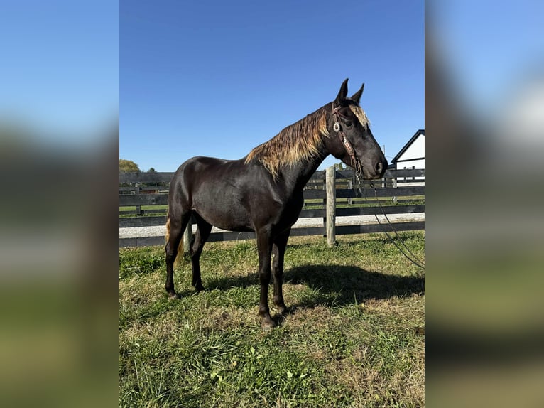Rocky Mountain Horse Mare 4 years 15 hh Brown in Moscow