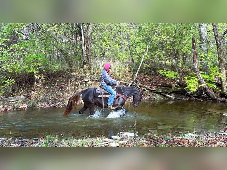 Rocky Mountain Horse Mare 5 years 14 hh Brown in Moscow