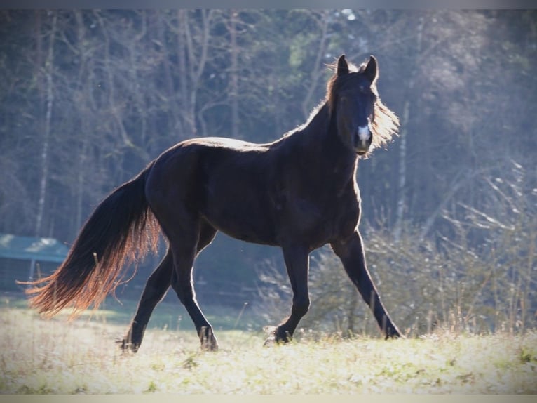 Rocky Mountain Horse Mare 5 years 14,1 hh Black in Bad Hersfeld