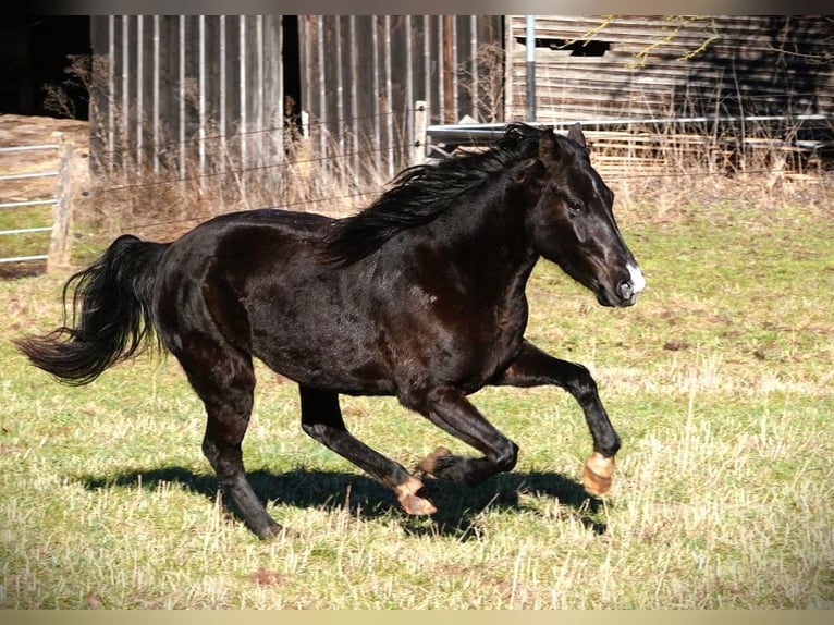 Rocky Mountain Horse Mare 5 years 14,1 hh Black in Bad Hersfeld