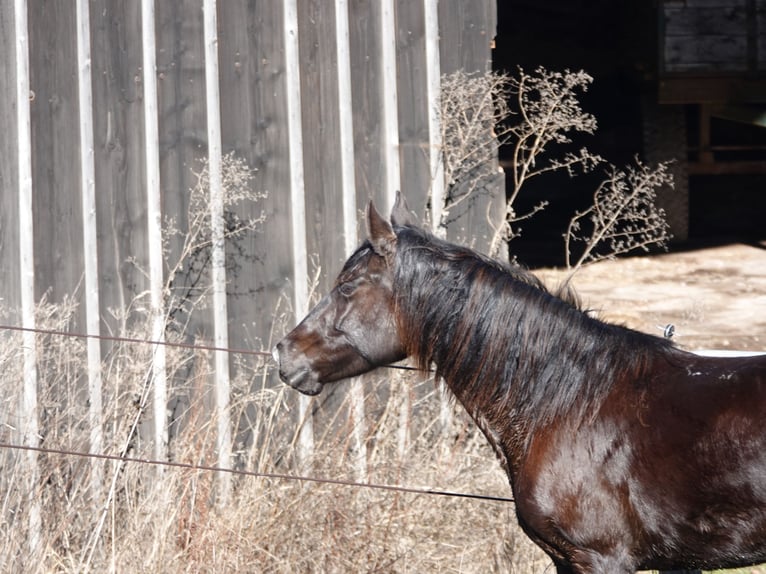 Rocky Mountain Horse Mare 5 years 14,1 hh Black in Bad Hersfeld