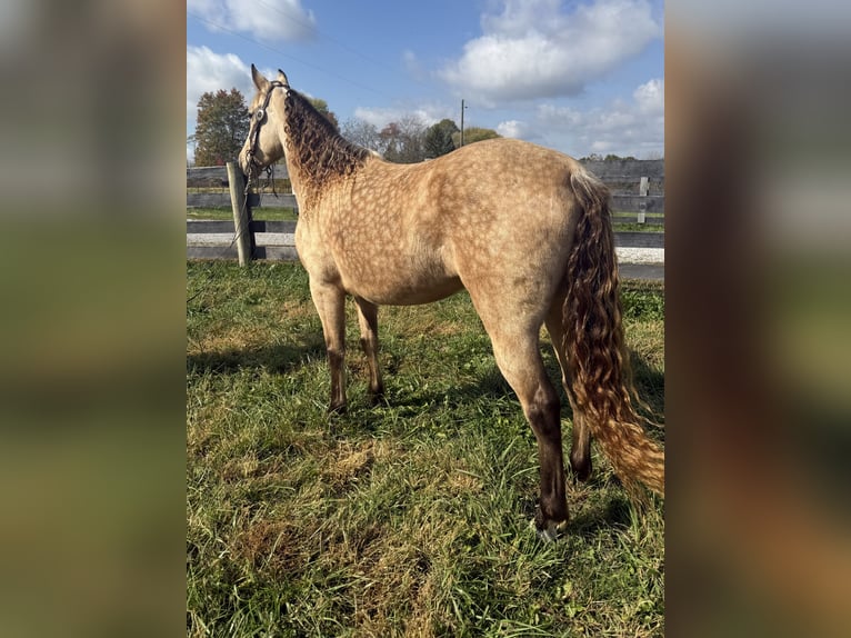 Rocky Mountain Horse Mare 5 years 14,2 hh Buckskin in Moscow