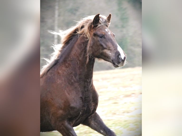 Rocky Mountain Horse Mare 6 years 14,2 hh Brown in Bad Hersfeld