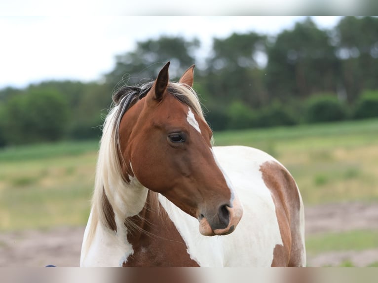 Rocky Mountain Horse Mix Mare 7 years 14.2 hh Pinto in Ribbesbüttel