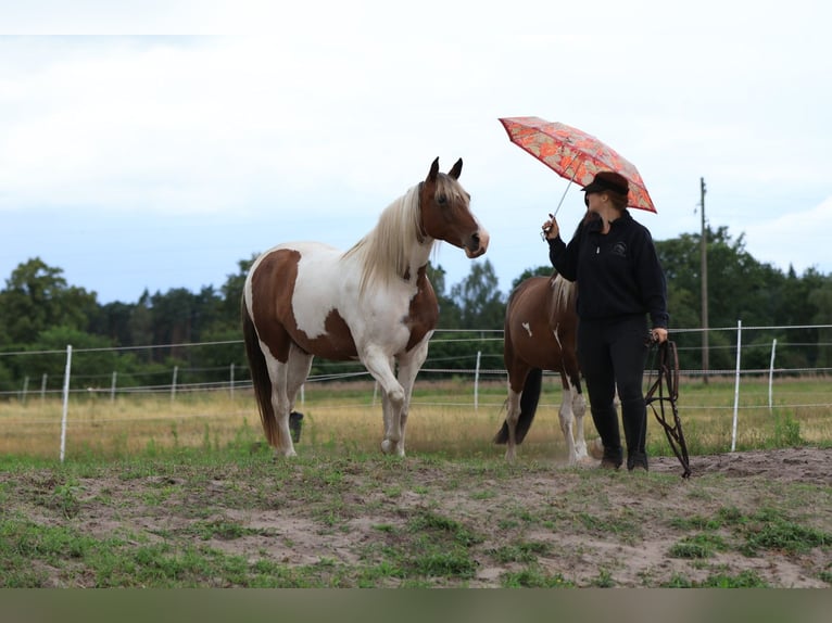 Rocky Mountain Horse Mix Mare 7 years 14.2 hh Pinto in Ribbesbüttel