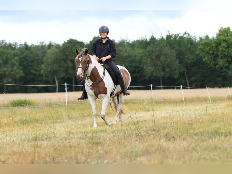 Rocky Mountain Horse Mix Mare 7 years 14.2 hh Pinto in Ribbesbüttel