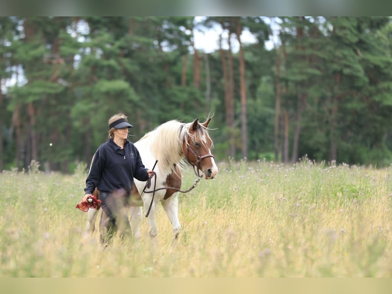 Rocky Mountain Horse Mix Mare 7 years 14.2 hh Pinto in Ribbesbüttel