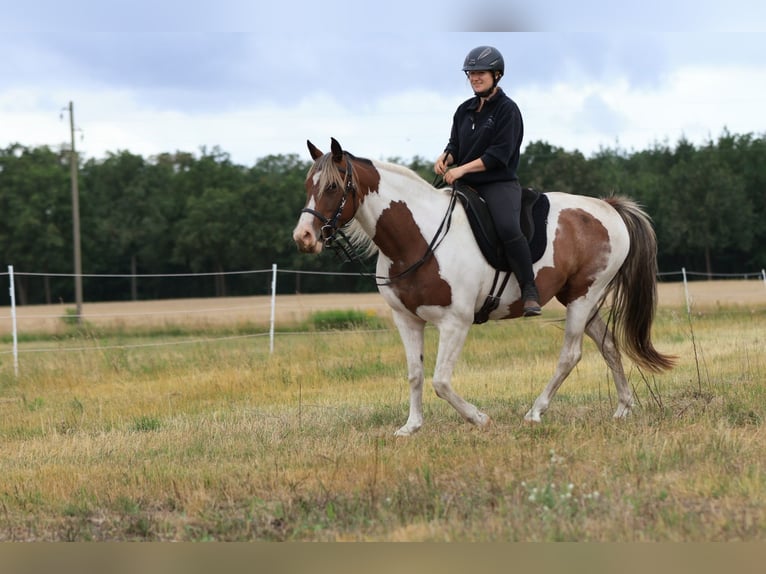 Rocky Mountain Horse Mix Mare 7 years 14.2 hh Pinto in Ribbesbüttel