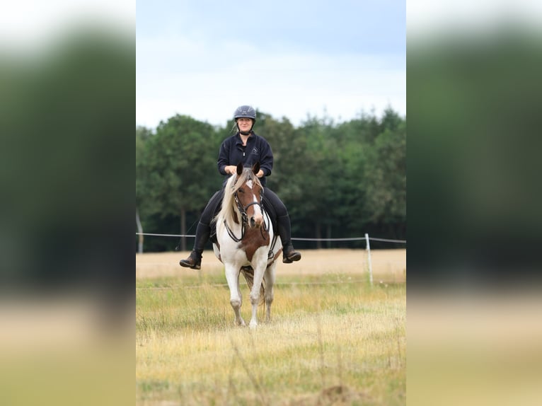 Rocky Mountain Horse Mix Mare 7 years 14.2 hh Pinto in Ribbesbüttel