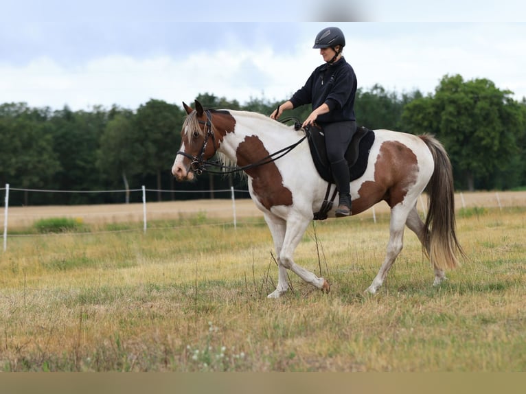 Rocky Mountain Horse Mix Mare 7 years 14.2 hh Pinto in Ribbesbüttel