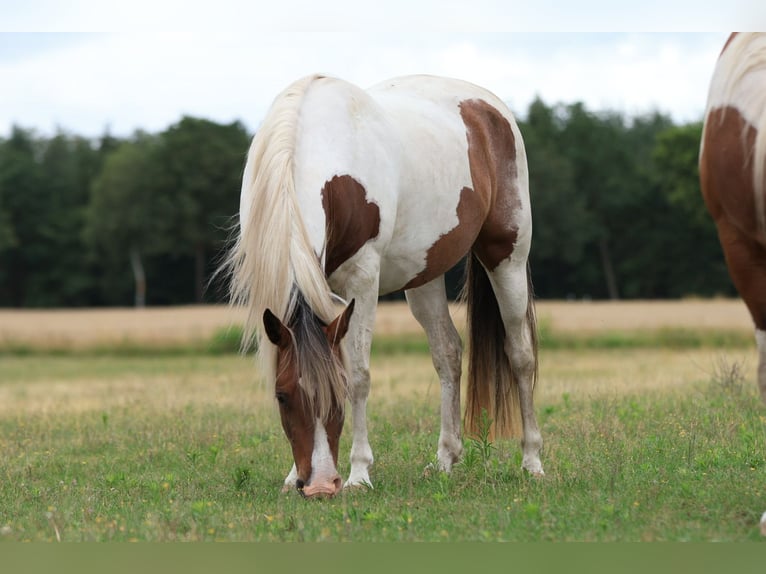 Rocky Mountain Horse Mix Mare 7 years 14.2 hh Pinto in Ribbesbüttel