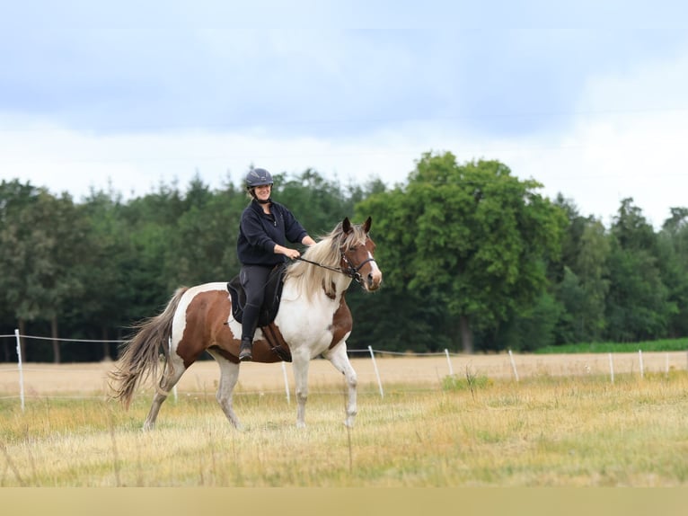 Rocky Mountain Horse Mix Mare 7 years 14.2 hh Pinto in Ribbesbüttel