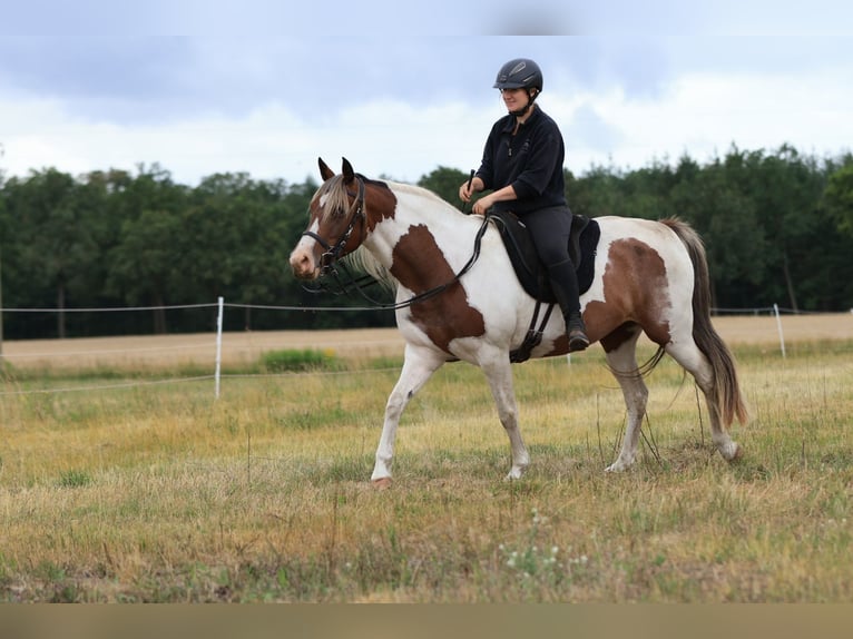 Rocky Mountain Horse Mix Mare 7 years 14.2 hh Pinto in Ribbesbüttel