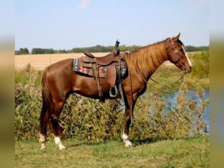 Rocky Mountain Horse Mare 7 years 15 hh Sorrel in Charleston