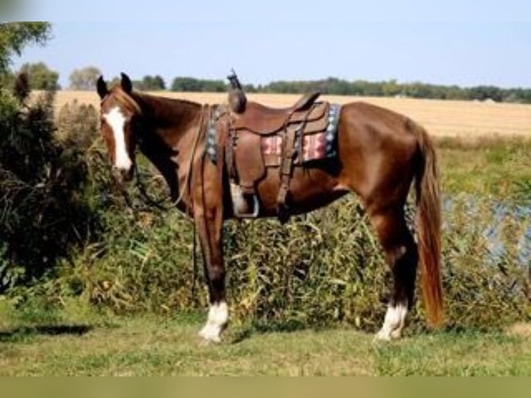 Rocky Mountain Horse Mare 7 years 15 hh Sorrel in Charleston