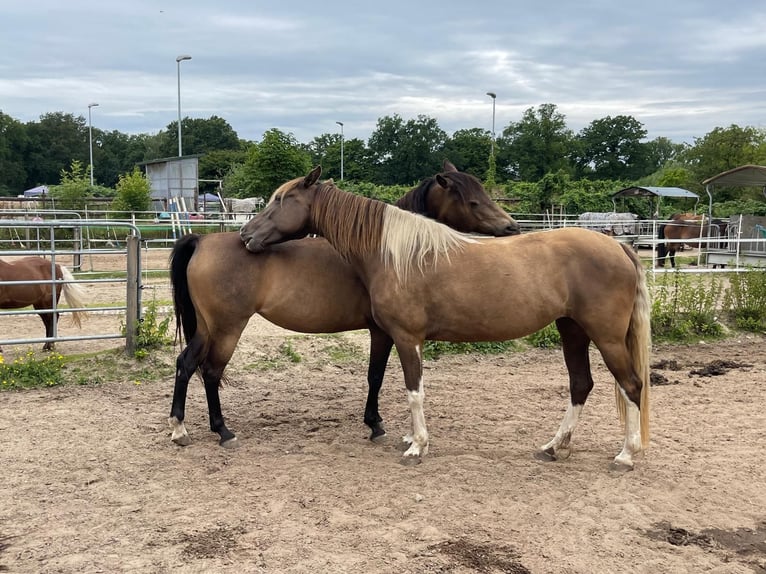 Rocky Mountain Horse Mare 7 years 15,1 hh Pinto in Malente