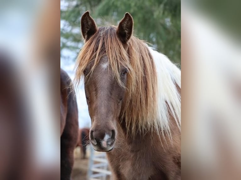 Rocky Mountain Horse Mare 7 years 15,1 hh Pinto in Malente