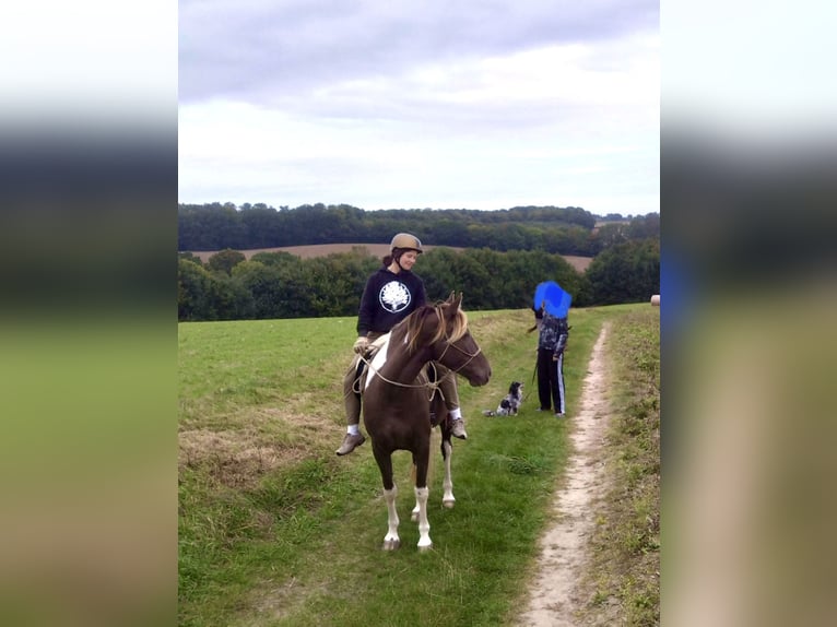 Rocky Mountain Horse Mare 7 years 15,1 hh Pinto in Malente