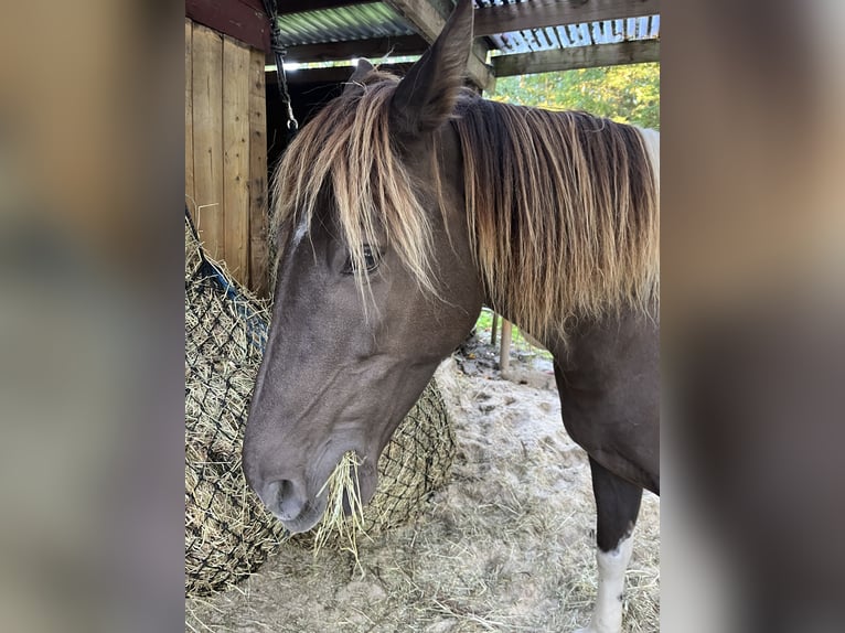 Rocky Mountain Horse Mare 7 years 15,1 hh Pinto in Malente