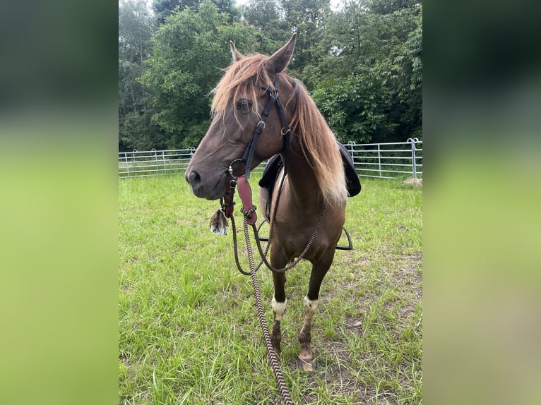 Rocky Mountain Horse Mare 7 years 15,1 hh Pinto in Malente