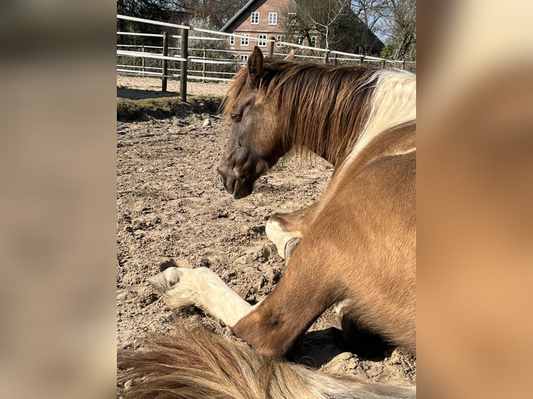 Rocky Mountain Horse Mare 7 years 15,1 hh Pinto in Malente