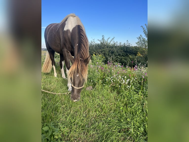 Rocky Mountain Horse Mare 7 years 15,1 hh Pinto in Malente