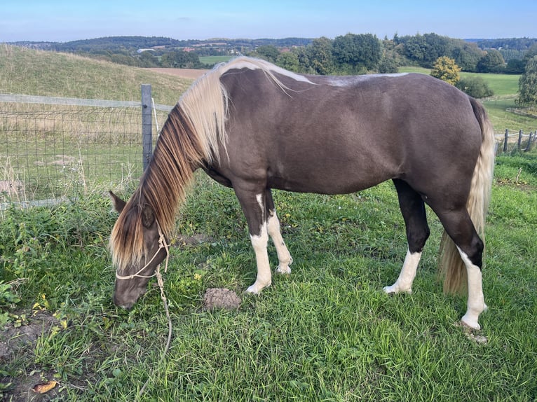 Rocky Mountain Horse Mare 7 years 15,1 hh Pinto in Malente