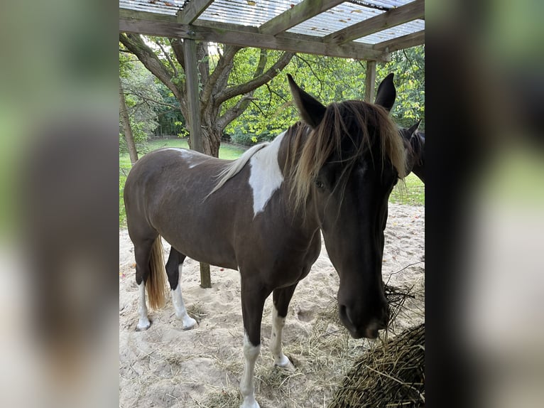 Rocky Mountain Horse Mare 7 years 15,1 hh Pinto in Malente