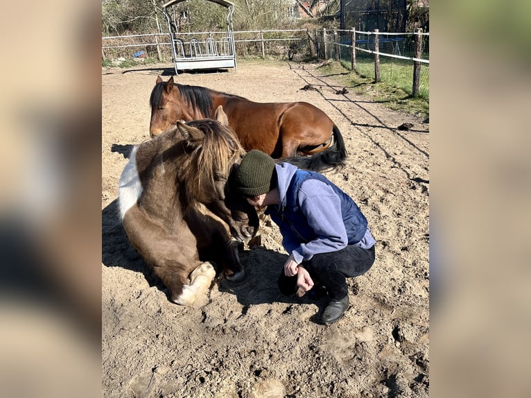 Rocky Mountain Horse Mare 7 years 15,1 hh Pinto in Malente
