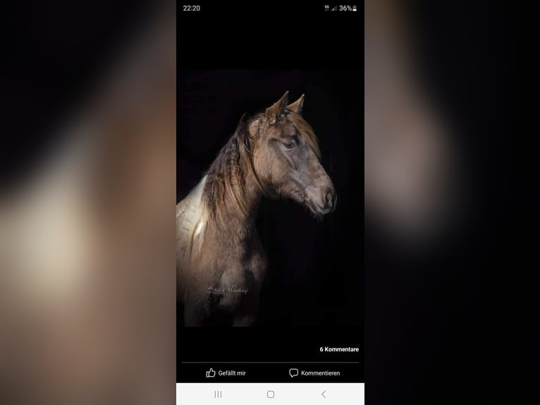 Rocky Mountain Horse Mare 7 years 15,1 hh Pinto in Malente