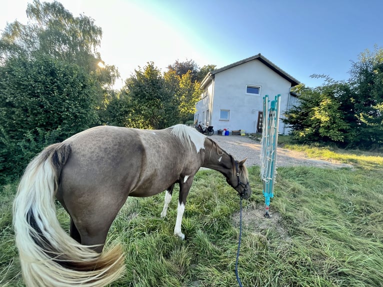 Rocky Mountain Horse Mare 7 years 15,1 hh Pinto in Malente