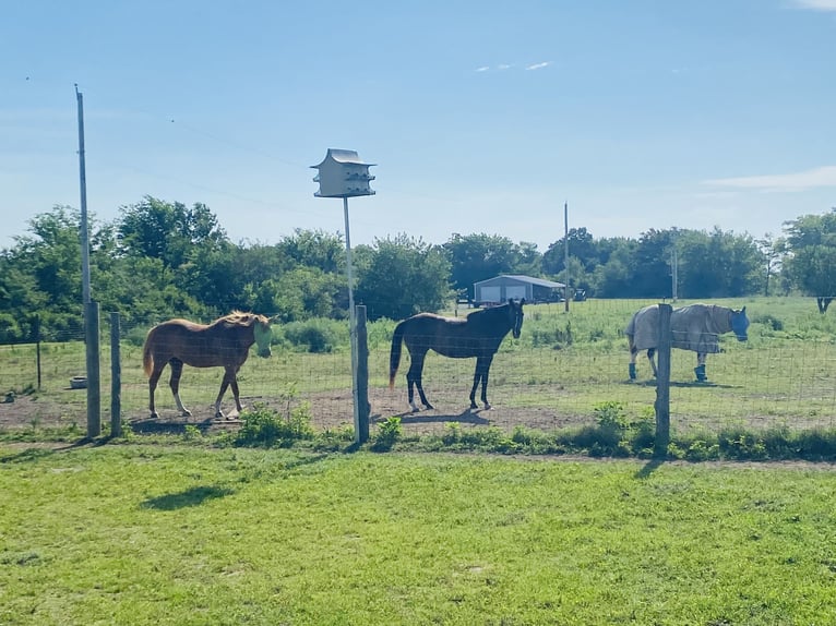 Rocky Mountain Horse Mix Mare 7 years Black in Pryor oklahoma