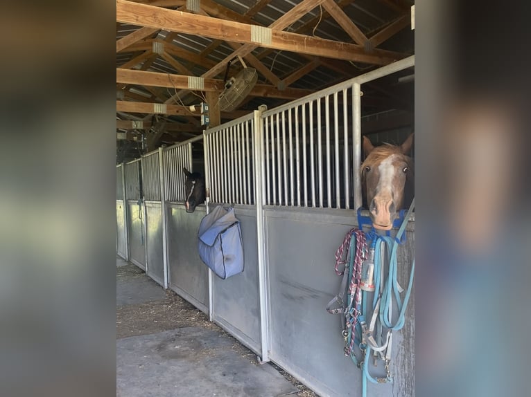 Rocky Mountain Horse Mix Mare 7 years Black in Pryor oklahoma