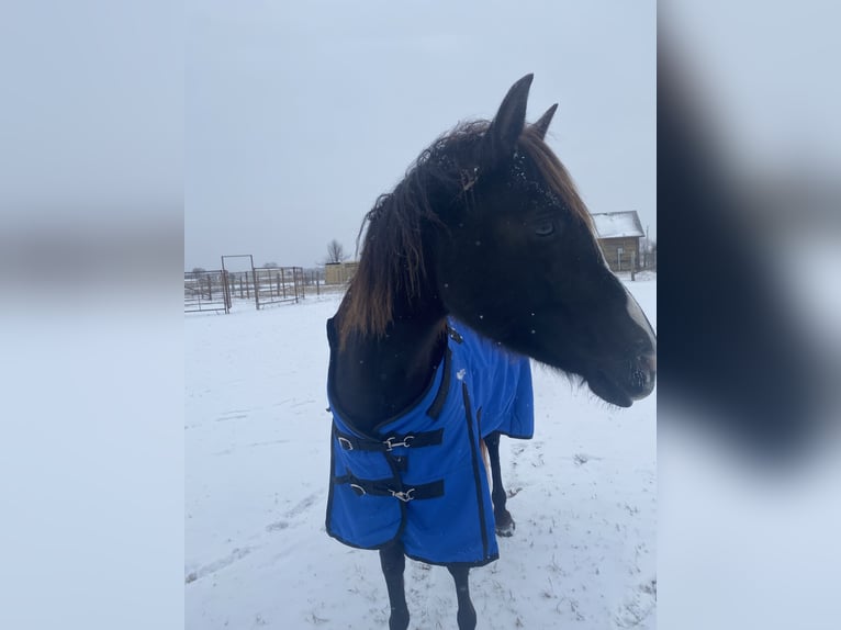 Rocky Mountain Horse Mix Mare 7 years Black in Pryor oklahoma