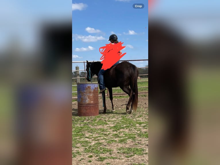 Rocky Mountain Horse Mix Mare 7 years Black in Pryor oklahoma